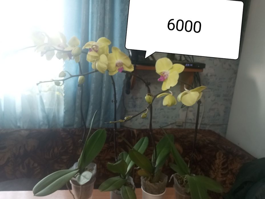 Комнатные цветы недорого