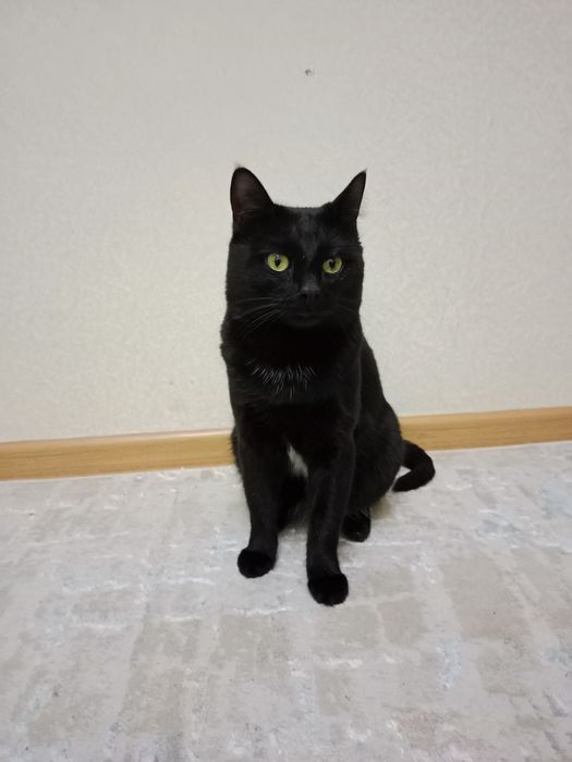 ПРОПАЛ КОТ!!! мальчик