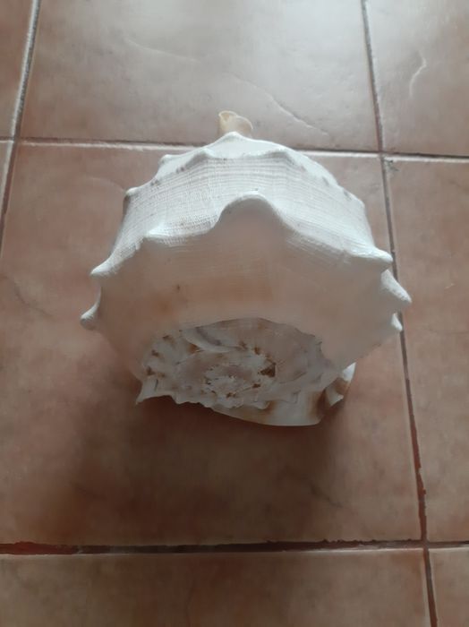 Scoica uriasa de Atlantic