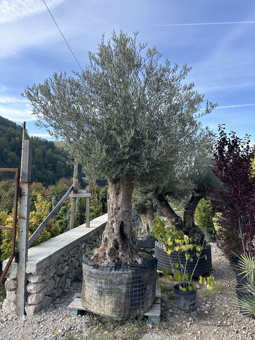 Amenajari gradini / Plante gard viu