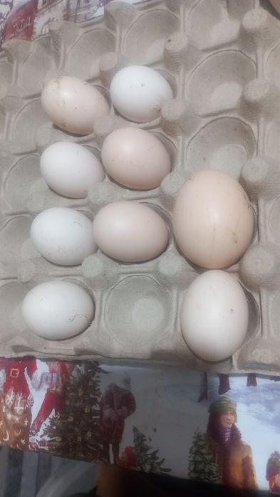 Oua incubat de la gaini pitice