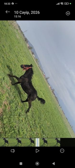 Тай бар 11-айлық