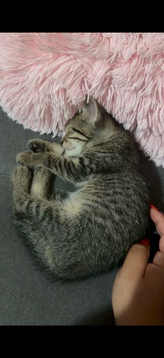 Подарявам 4малки котенца с навици