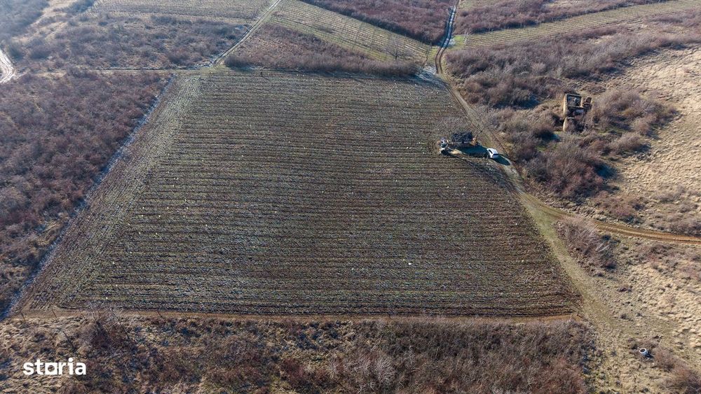 Vita-de-vie Premium  teren de 6800 mp în Covăsinț