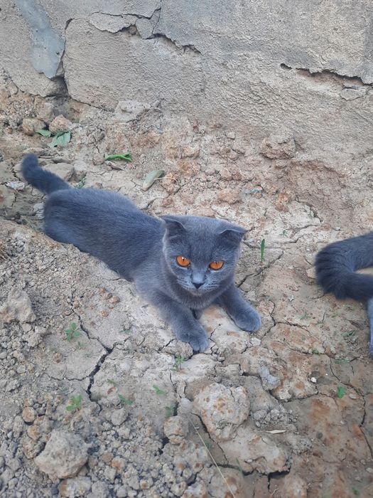 Зотдор мушуклар сотилади