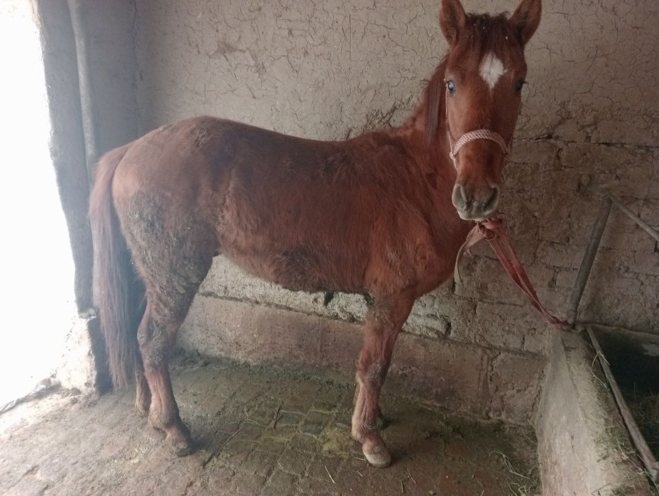 Той сотилади  1,5 ёш