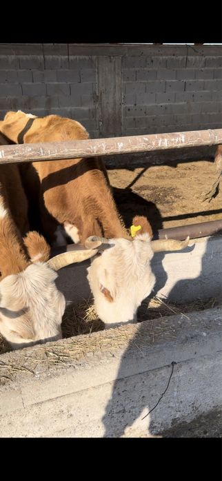 Сиыр сатылады 11 бас