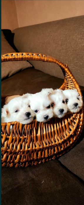 Мини Малтийска Болонка