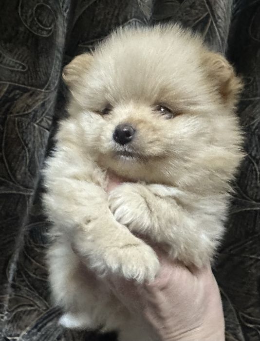 Продам щенков породы немецкий шпиц