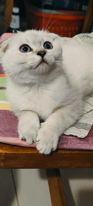 Шотлански късокосмести котета