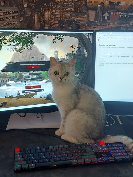 Продаются британские котята 3 мальчика.