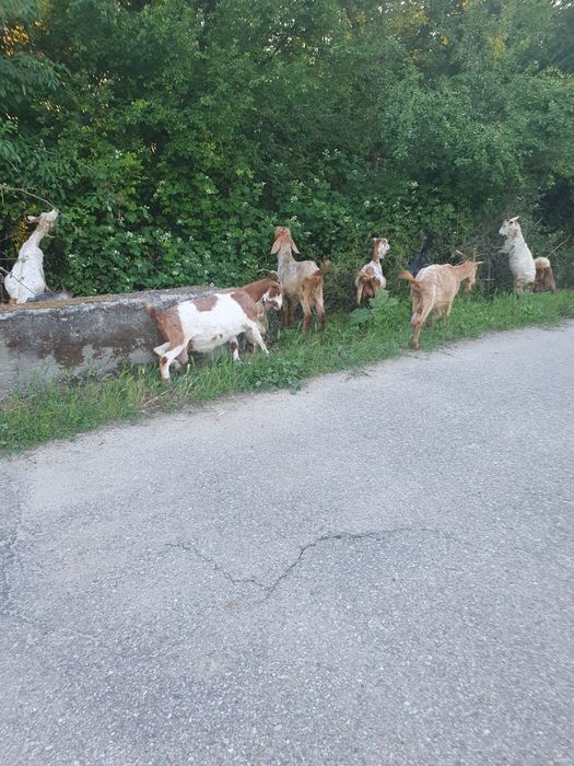 Capre bune de lapte preț negociabil