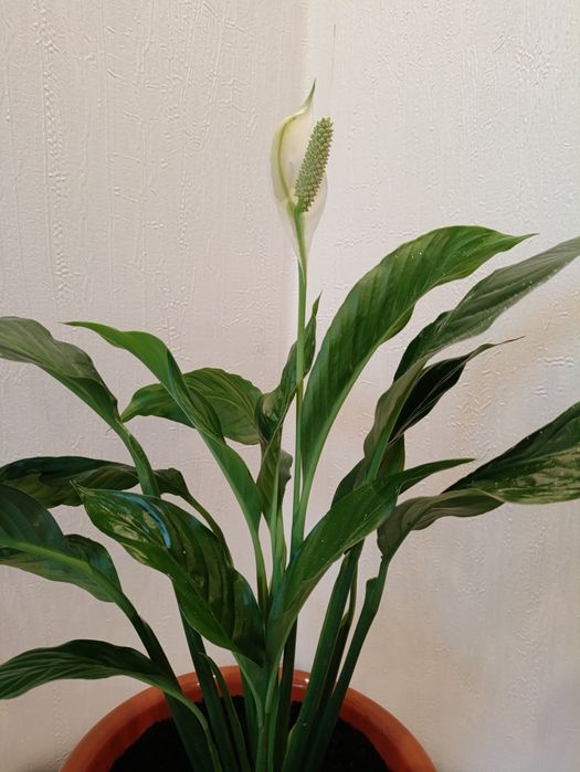 Женское счастье, спатифиллум