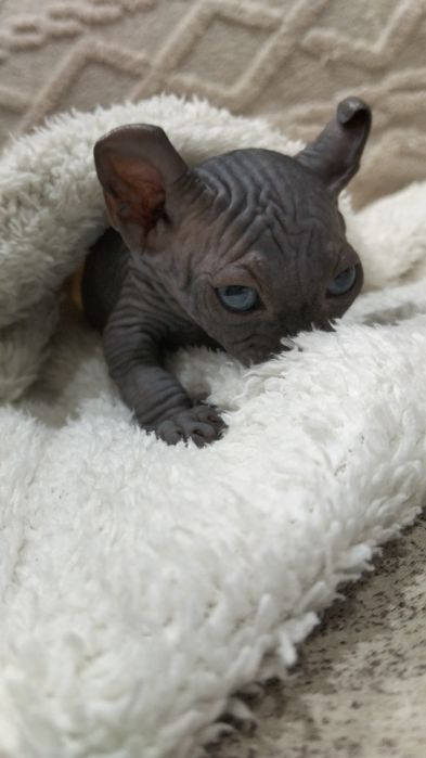 Продам котят канадский сфинкс эльф