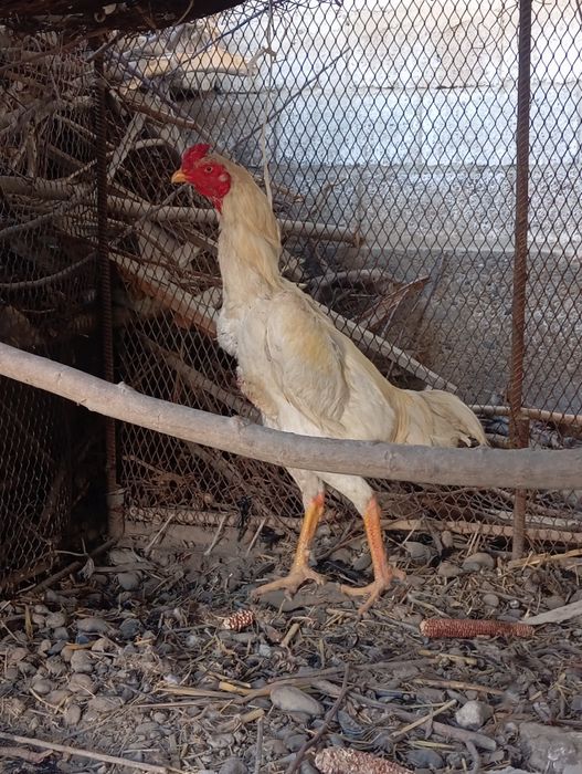 Miramir kulangi xoʻroz sotiladi