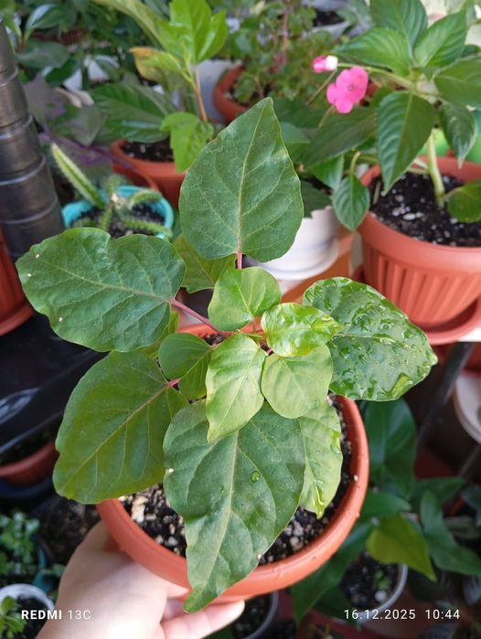 Комнатные растения продам