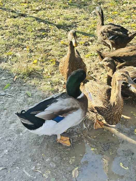 rățoi rasa rouen 2025