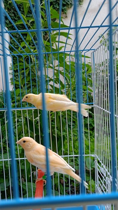 Продаются канарейки певчие