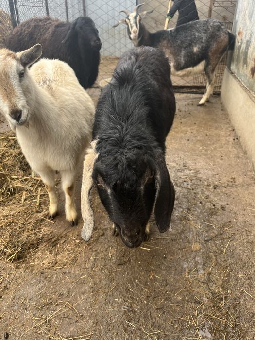 Ешкілер шыбыщ сатылады.