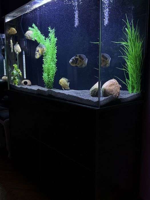 Aquarium / Аквариум / Akvarium