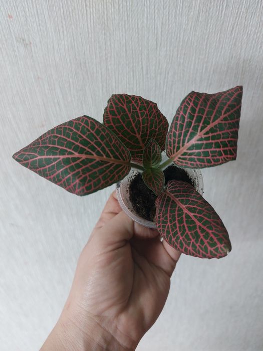 Комнатные цветы разные