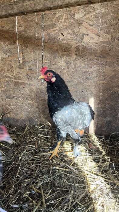 Cocos araucana pitic