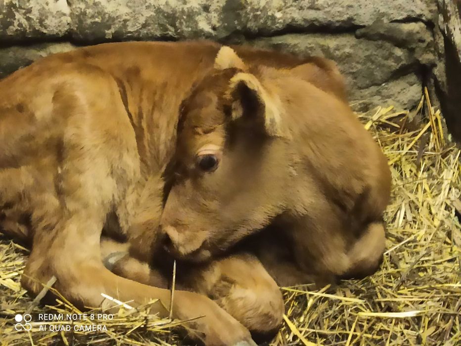 Продаю телёнка бычка