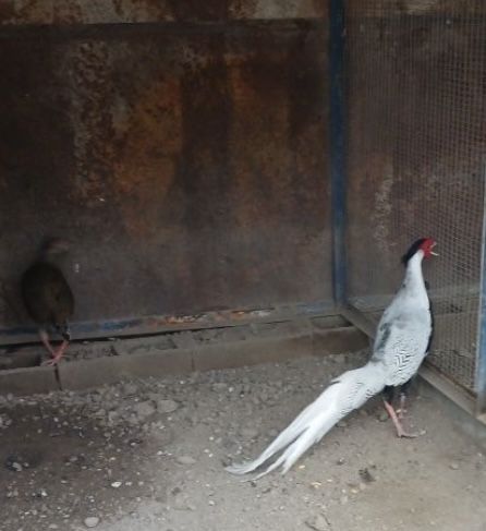 Продам яйца фазана