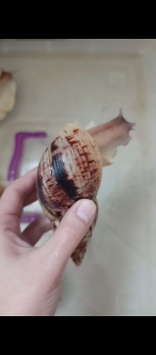 Ретикулята стандарт 14 14,5 15 см