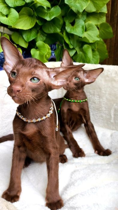 ORIENTAL kittens - ШОКОЛАД,  Коричневые