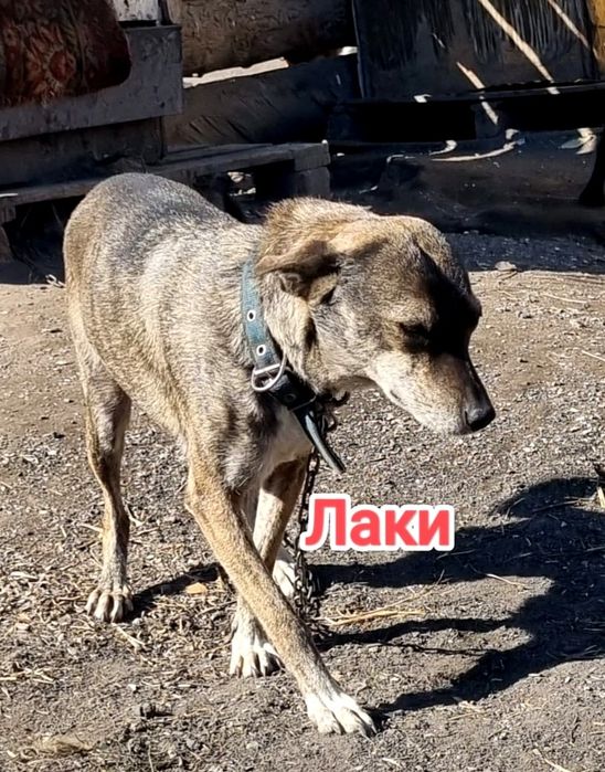 Дарю в добрые и ответственные руки