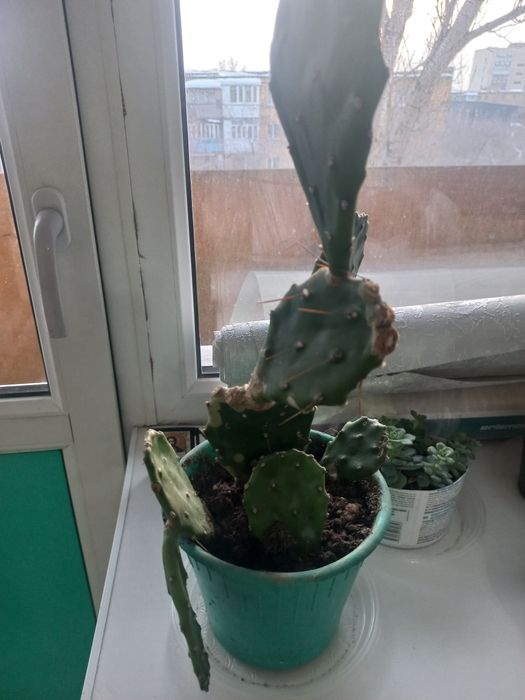 Продам комнатные цветы