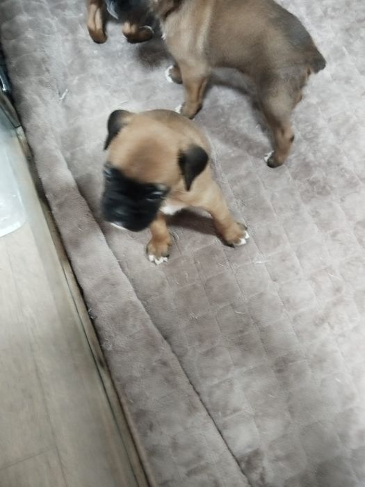 Продам щенков Боксера