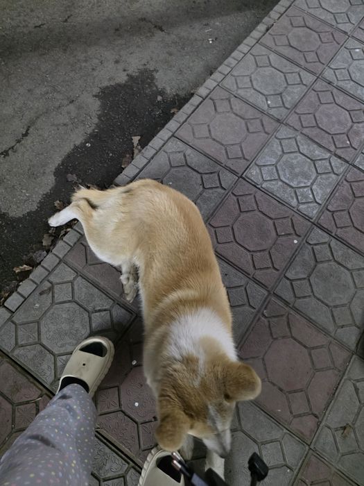 Собака бездомная нужен ходяйн