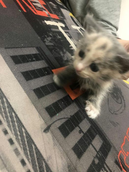 котята милые даром