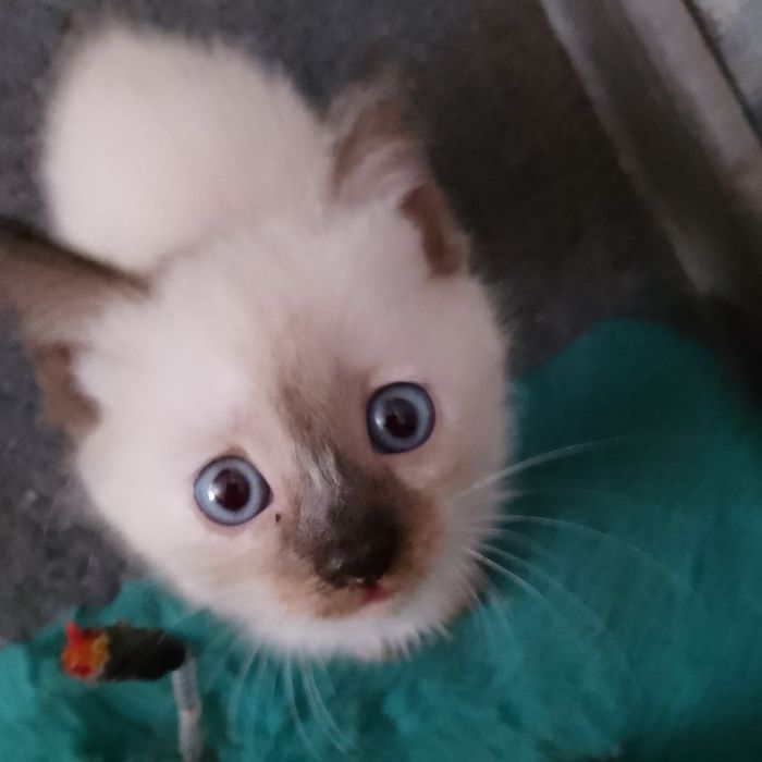 Продаются котятки
