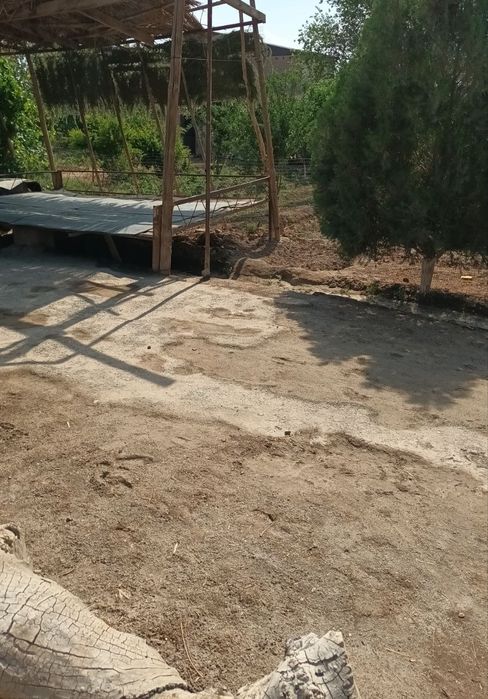 Урганч тумани шоват канал буйида жой сотилади 533кв .