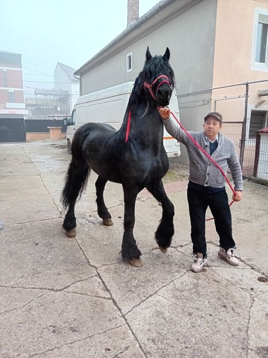 Armasar frizian de vânzare sau schimb