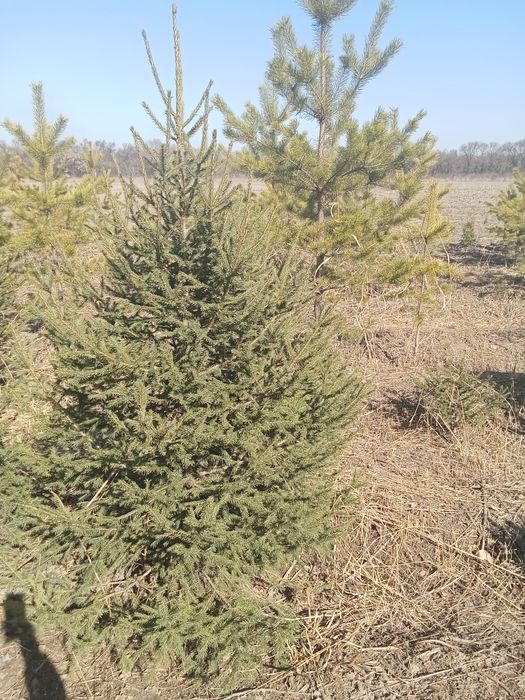 Пихта разных размеров