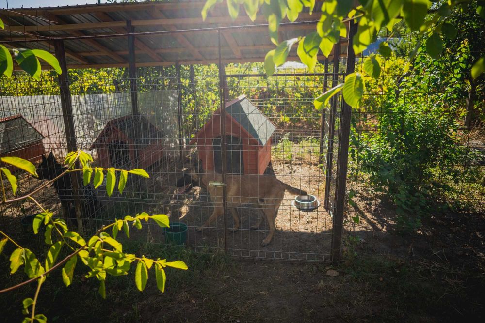 pensiune canina pentru vacanta