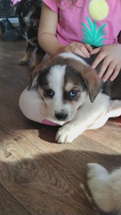 Подарявам бебенца кученца на 2 месеца