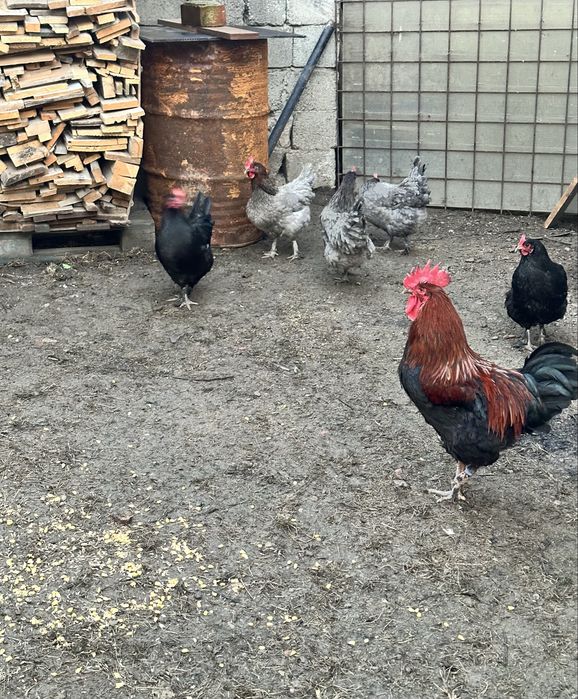Cocos Marans oua culoare inchisa