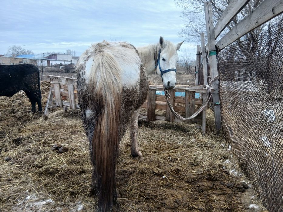 Бие ірі кобыла крупная.