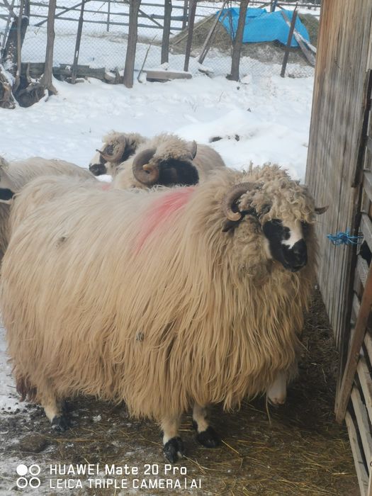 Vând oi breze tinere