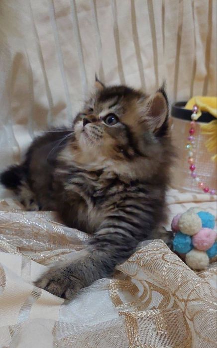 британская девочка золотая шиншилла