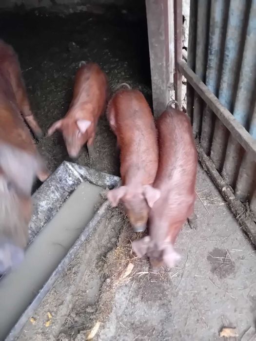 Продавам прасенца дюрок и бяла българка