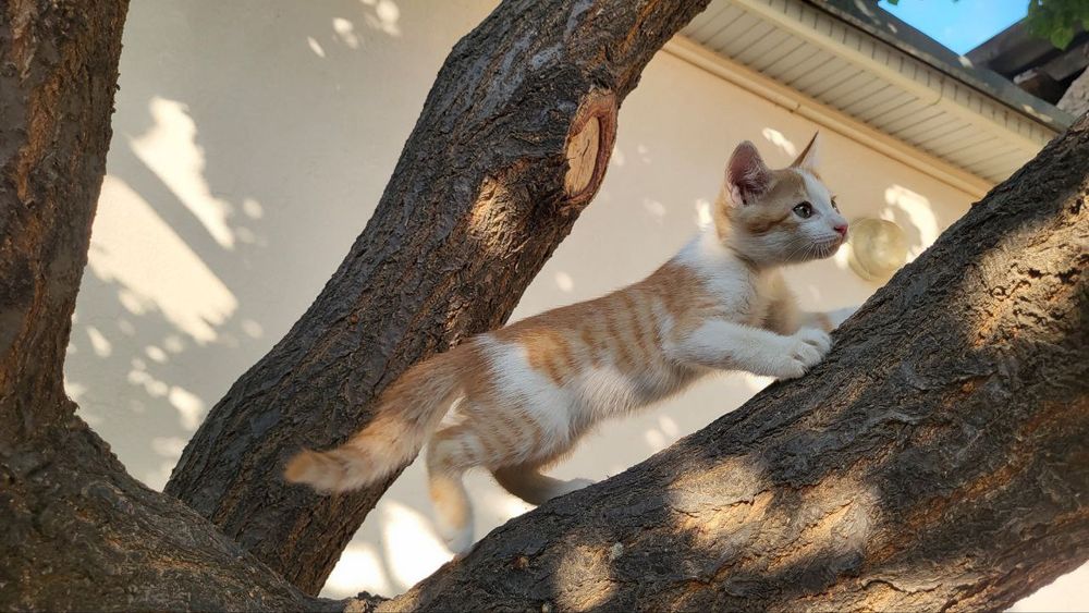 Мушук болачалари 2 ойлик