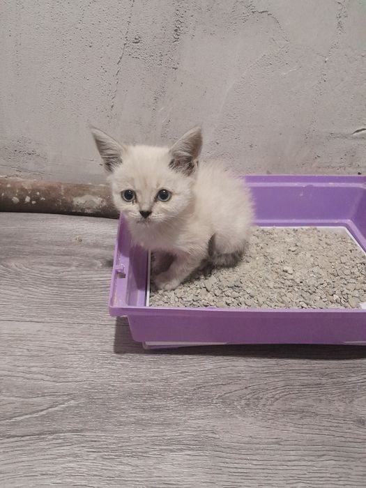 Котёнок в хоршии руки