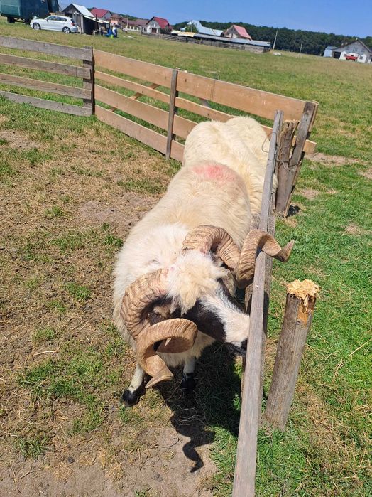 Vând berbecii frumoși si tinerii