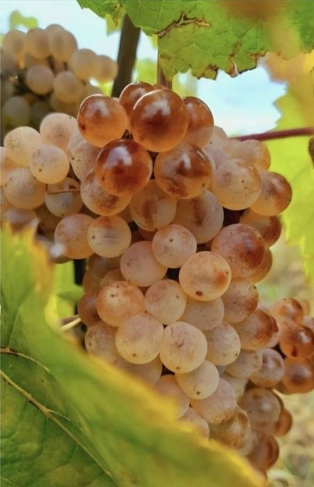 Vând struguri de vin